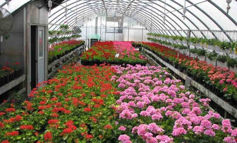 گلخانه در مشهد